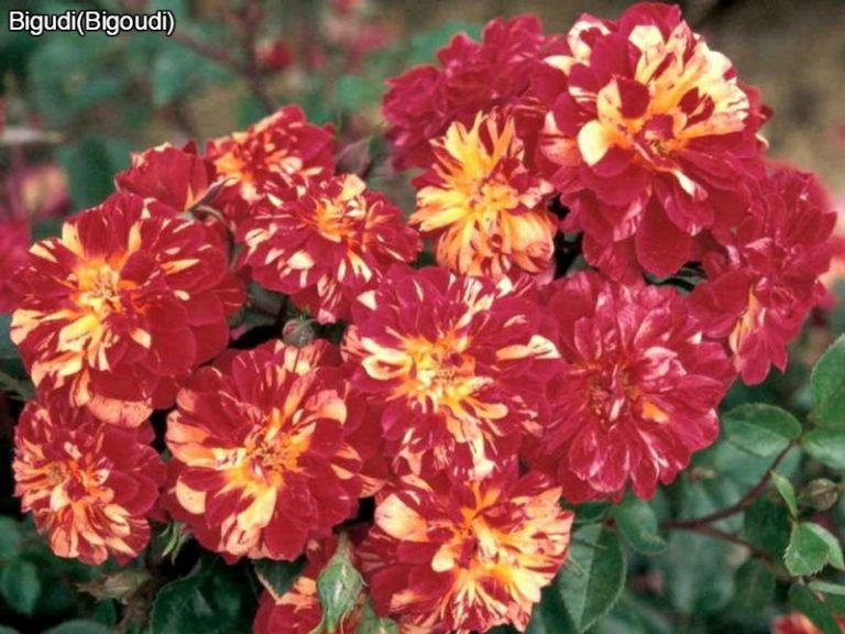 Bigudi