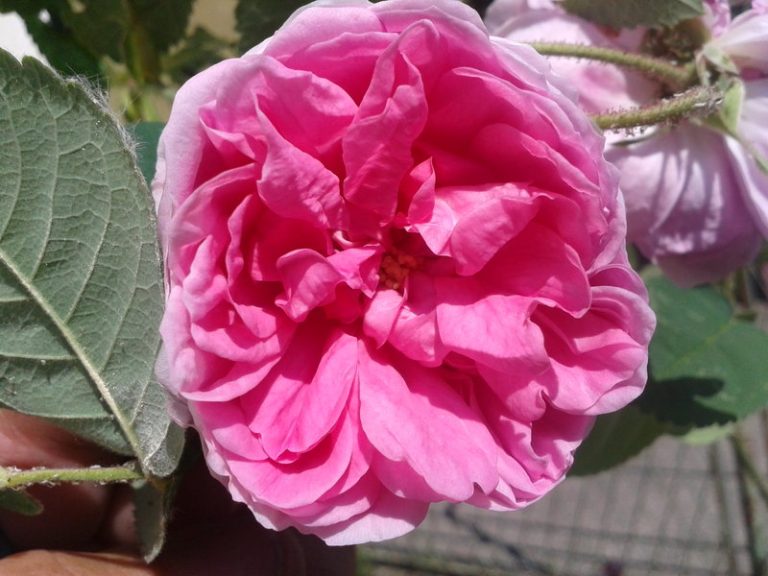 Roze starinska ruža