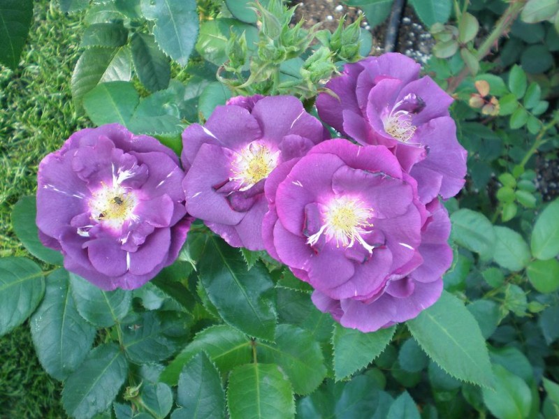 Rapsodi Blu