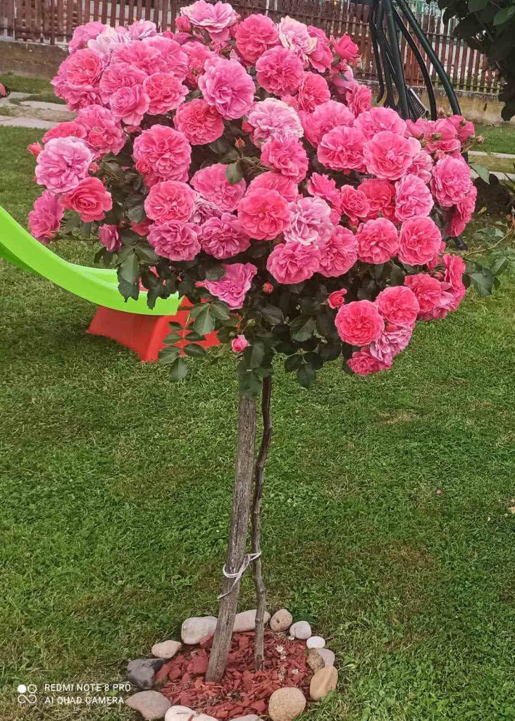 Stablašica Rozarium etersen